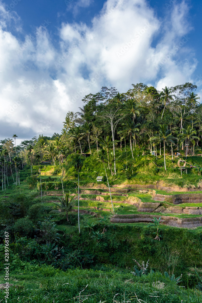 Rice terrace and tropical forest view in Ubud, Bali island Rice terrace and tropical forest view in Ubud, Bali island