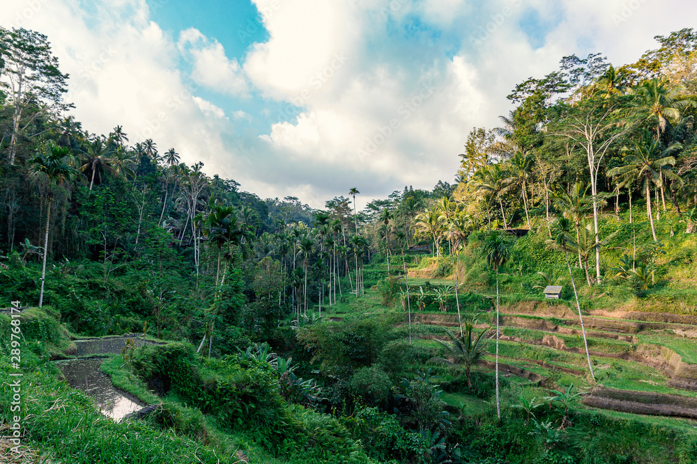 Rice terrace and tropical forest view in Ubud, Bali island Rice terrace and tropical forest view in Ubud, Bali island