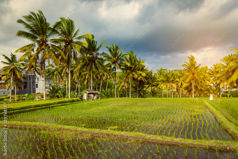 Rice field and palm trees alley in Ubud, Bali Rice field and palm trees alley in Ubud, Bali