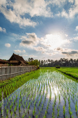 Rice field and traditional house in Ubud, Bali