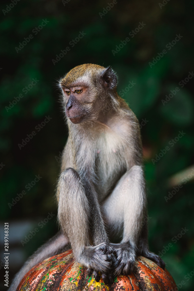 Fototapeta premium Close up monkey portrait at Batu Caves, Kuala Lumpur, Malaysia