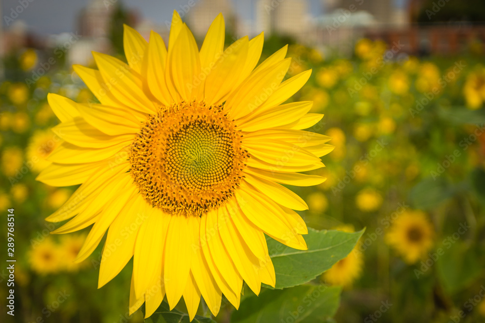 Sunflower in the city Sunflower in the city