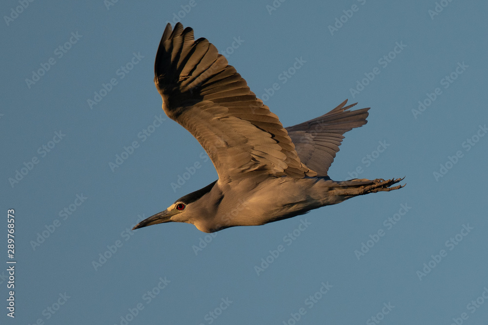 Obraz premium Black-crowned night heron flying in beautiful light , seen in the wild in North California