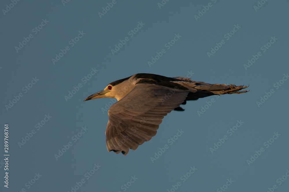 Fototapeta premium Black-crowned night heron flying in beautiful light , seen in the wild in North California