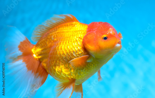Colorful Goldfish oranda in the aquarium. This is a species of ornamental fish used to decorate in the house