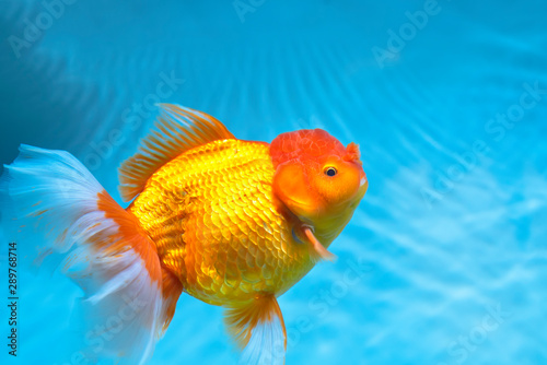 Colorful Goldfish oranda in the aquarium. This is a species of ornamental fish used to decorate in the house