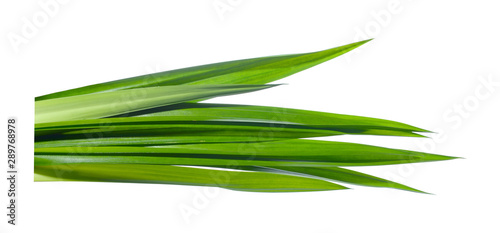 Green fresh nature pandan leaves isolated on white background.