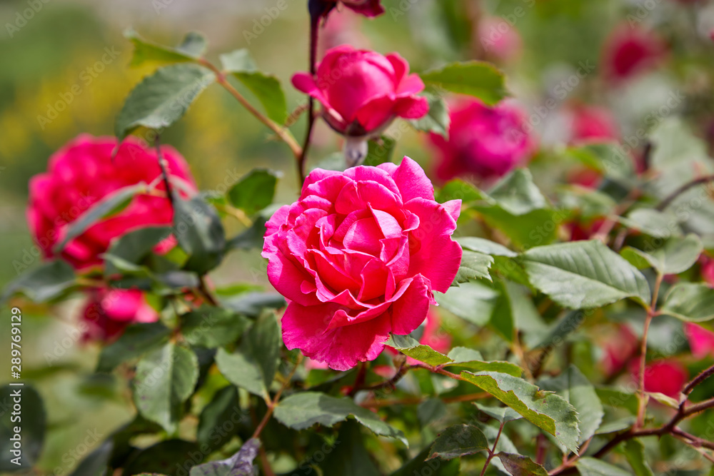 Pink Garden Roses blooming on a rose bush in spring