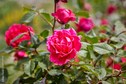 Pink Garden Roses blooming on a rose bush in spring © kpeggphoto