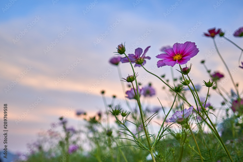 Obraz premium A close-up view of a cosmos and buds in a field at Jechun, South Korea.