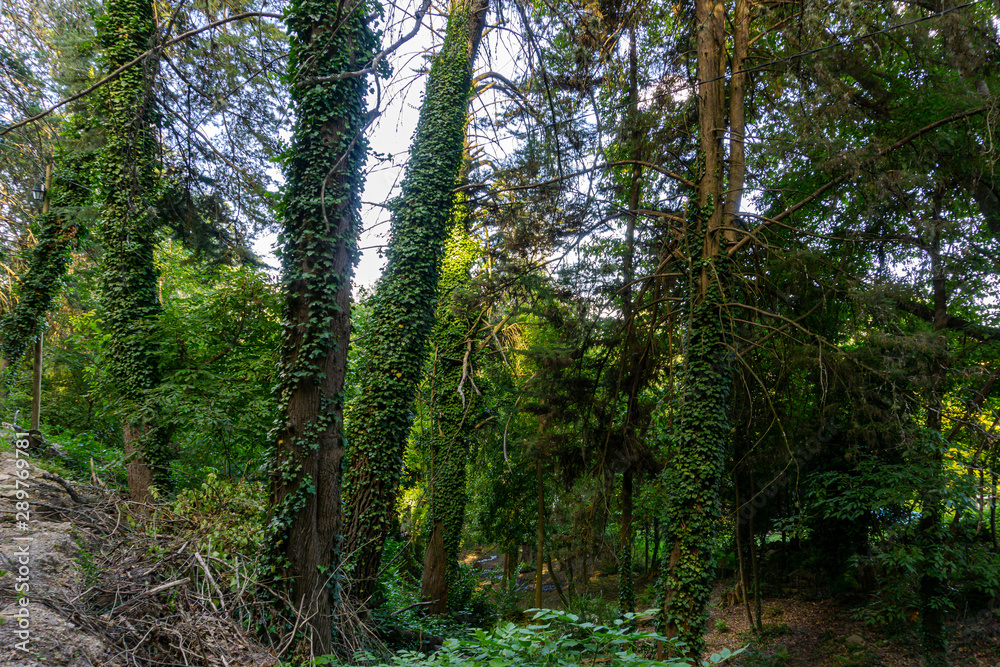 Fototapeta premium Scene view of lush colorful forest in La Cumbrecita, Cordoba, Argentina