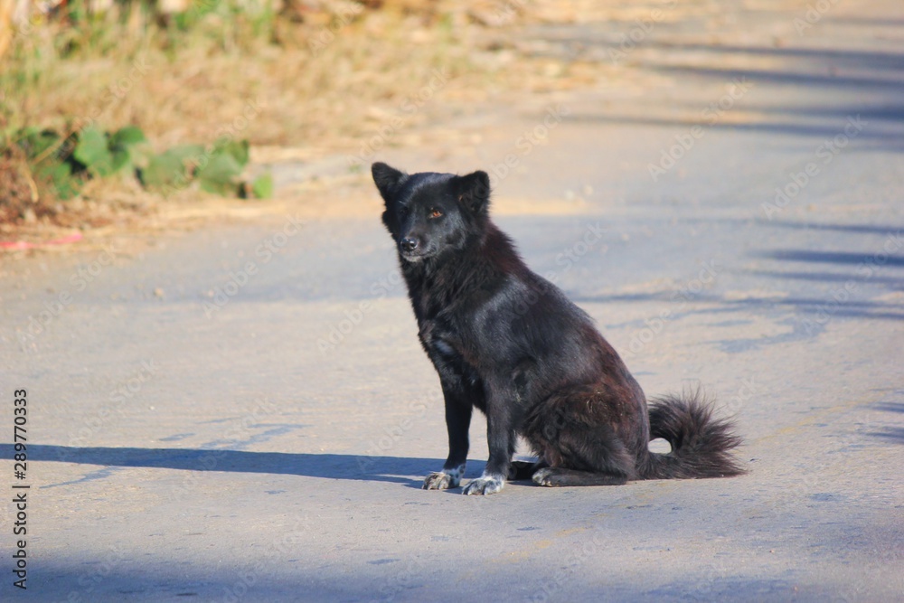 Naklejka premium dog running on beach