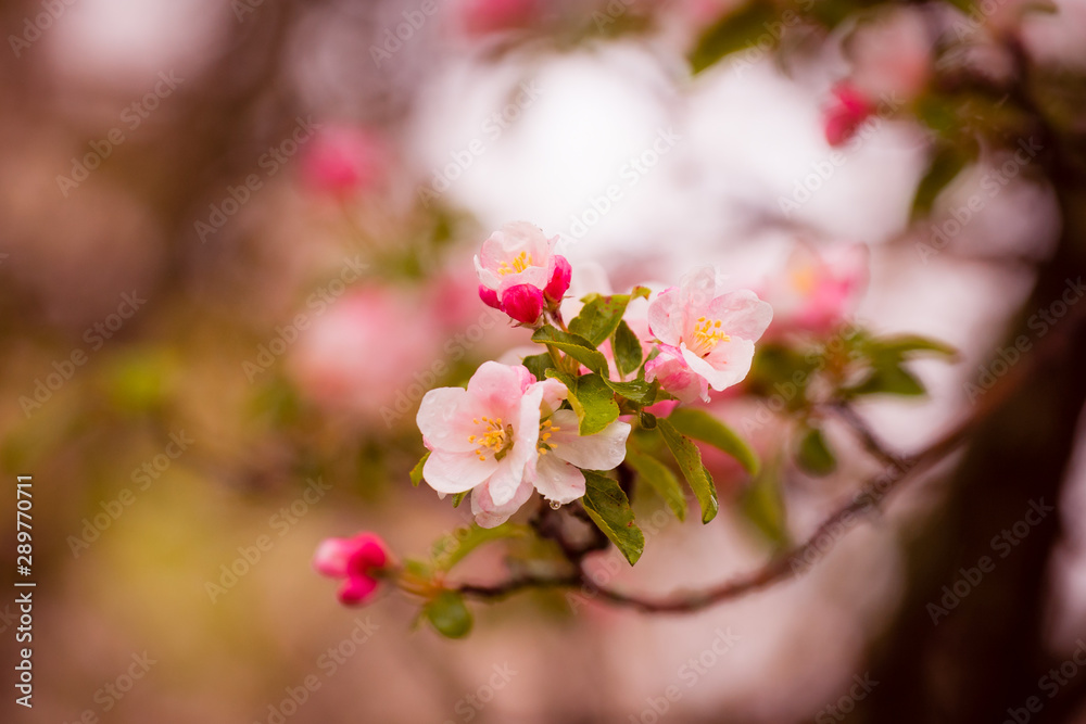 Fototapeta premium blooming cherry tree