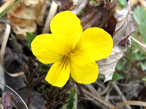 Yellow violet flower
