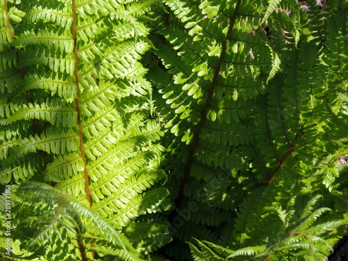 The green fern leaves and carved