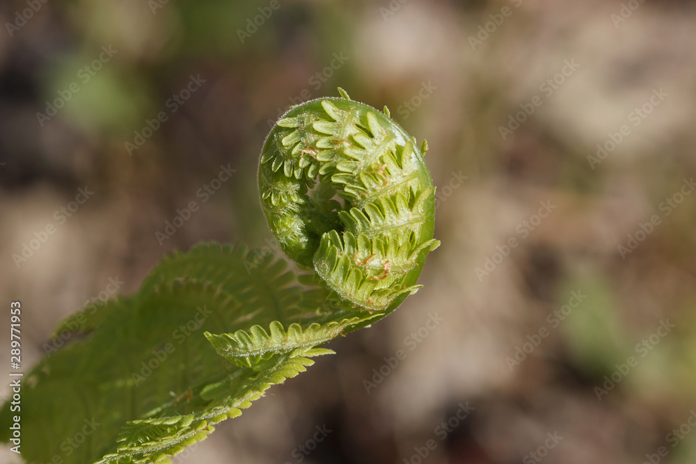 A green fern unfolds its leaves with a selective focus. Macro shooting.