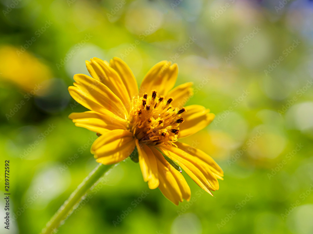 yellow flower Green background (Gold flower buttons) yellow flower Green background (Gold flower buttons)