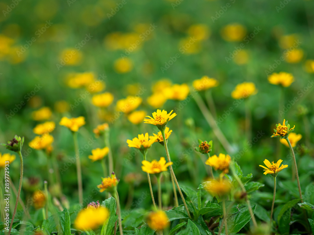 yellow flower Green background (Gold flower buttons)