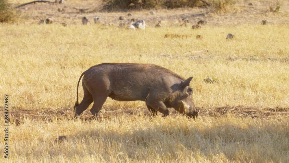 Warthog feeding From Ground in nature, Chobe National Park Botswana