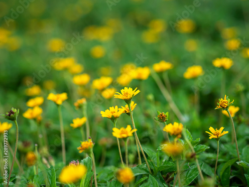 yellow flower Green background (Gold flower buttons) © คุณ ศรัญ