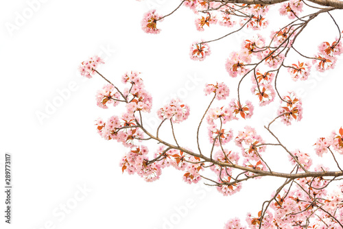 "Cherry blossom" or "Sakura" an important flower for japanese people