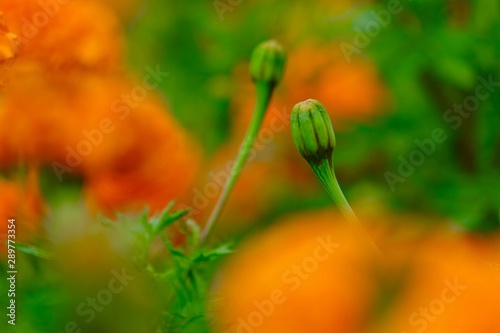 marigold flowers © Sandeep