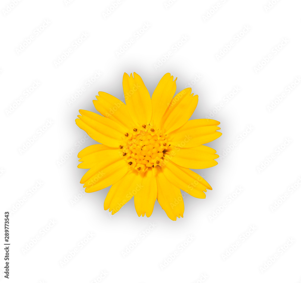 yellow flower isolated on white background yellow flower isolated on white background