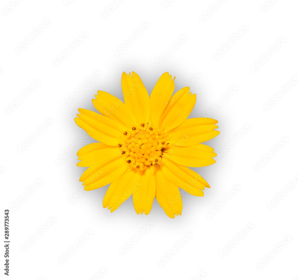 yellow flower isolated on white background