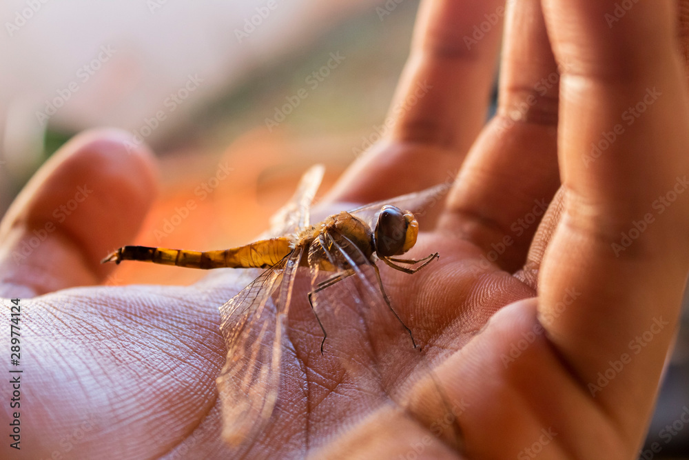 Obraz premium mosquito sucking blood extreme close up