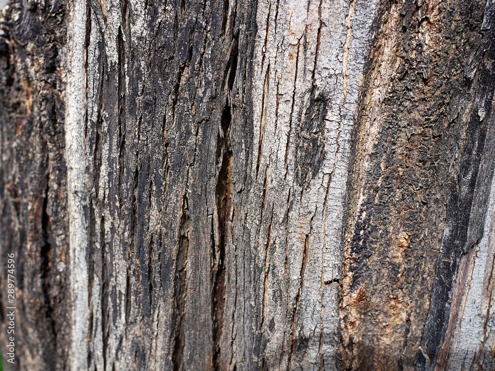 Fototapeta premium Texture of tree bark. Nature background