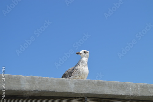 Sea gull stare