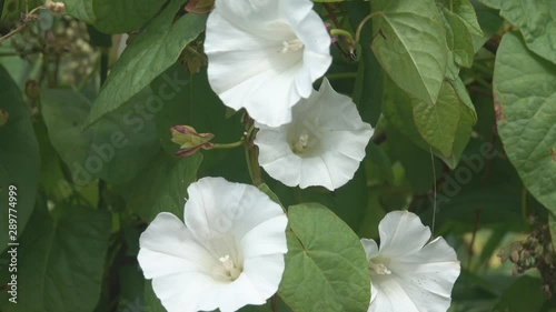 Late summer, but the bindweed still blooms with white flowers-gramophones photo
