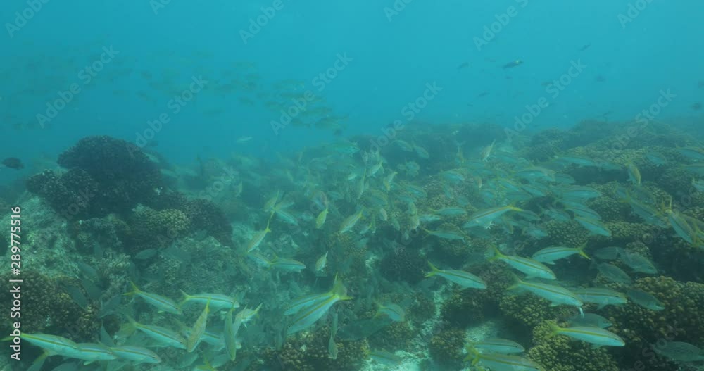 Coral reef scenics from the sea of cortez, Mexico. Coral reef scenics from the sea of cortez, Mexico.