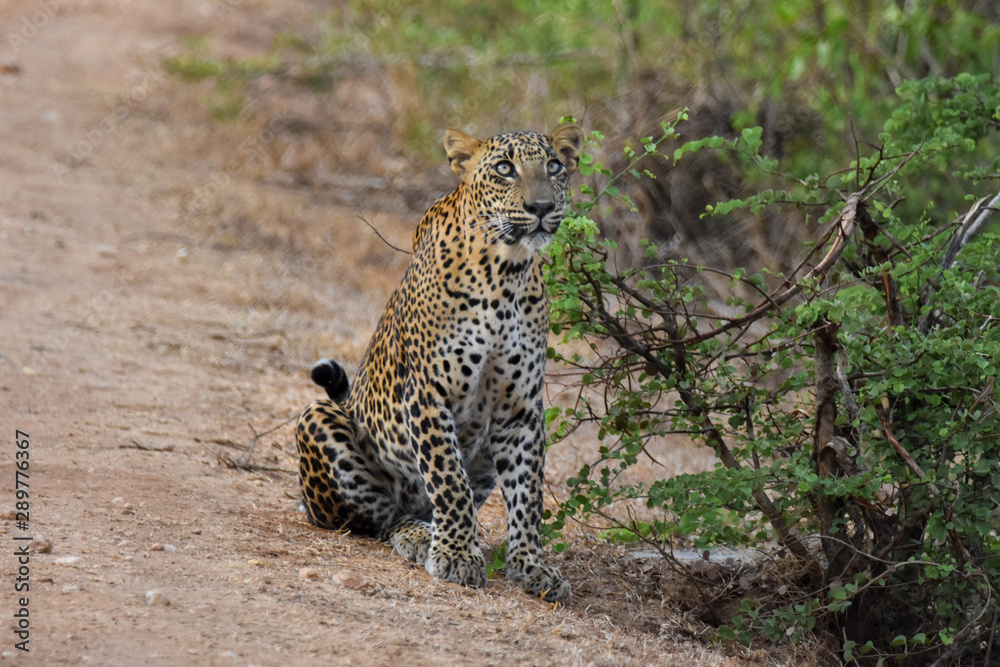 Obraz premium Leopard looking at sky