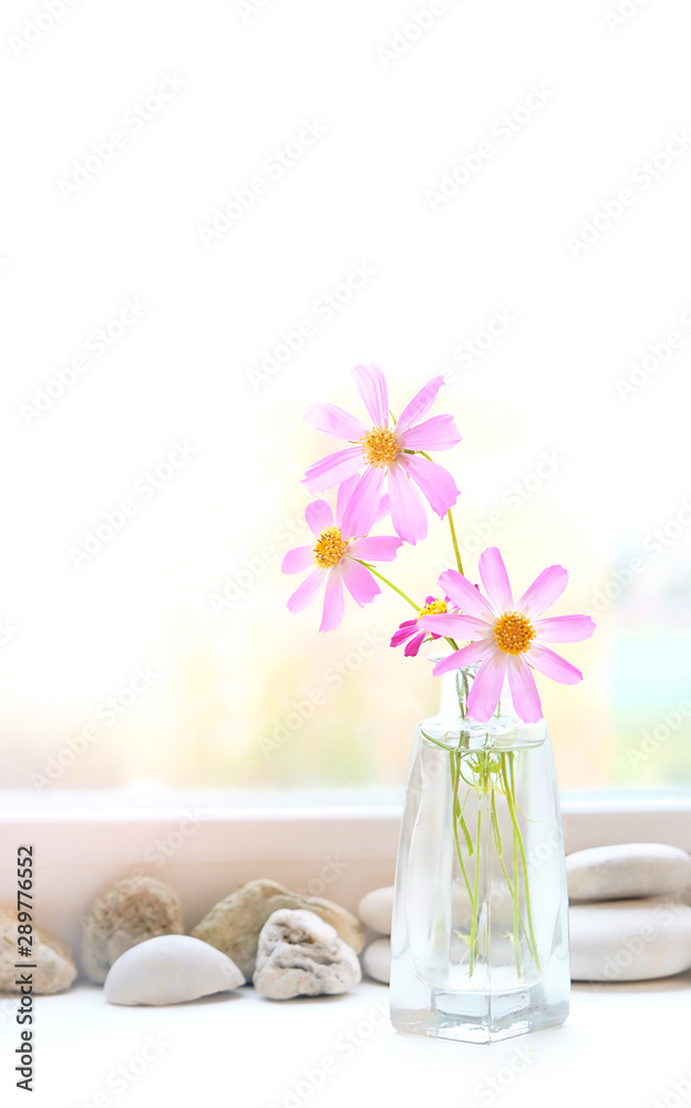 Beautiful pink Cosmea Flowers. Still life with bouquet of summer cosmos flowers in vase. relax flowering composition. copy space. soft selective focus