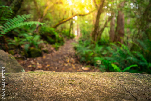 Fototapeta Naklejka Na Ścianę i Meble -  Empty rock table for product display in jungle of Tasmania, Australia. Nature product advertisement concept.