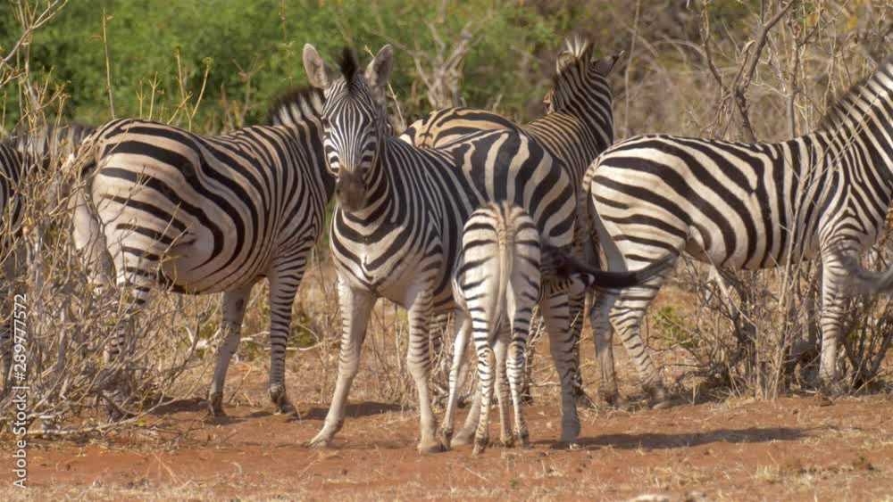 Zebra herd and young zebra suckling milk, Chobe National Park Botswana Zebra herd and young zebra suckling milk, Chobe National Park Botswana