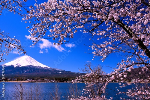 Wallpaper Mural 富士山と河口湖の桜 Torontodigital.ca
