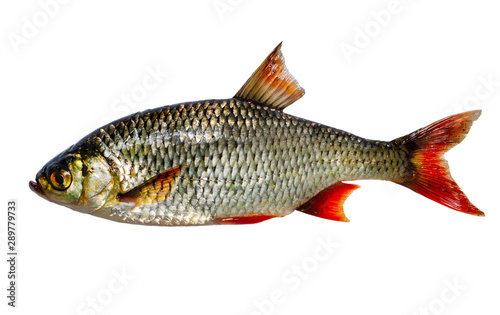 The common rudd (Scardinius erythrophthalmus) is a bentho-pelagic freshwater fish, widely spread in Europe and middle Asia, around the basins of the North, Baltic, Black, Caspian and Aral seas.