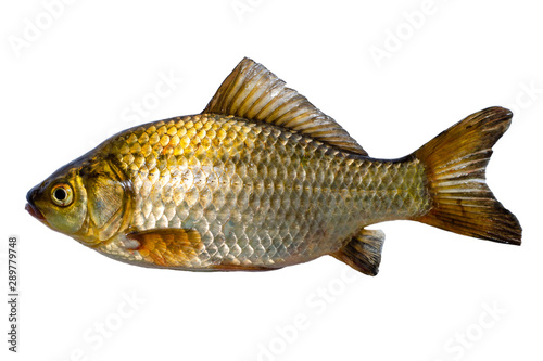 The crucian carp (Carassius carassius) is a medium-sized member of the common carp family Cyprinidae.