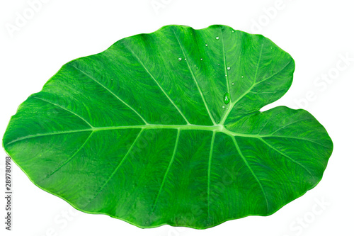 Green bon leaves on white background  Rain season nature leaf.