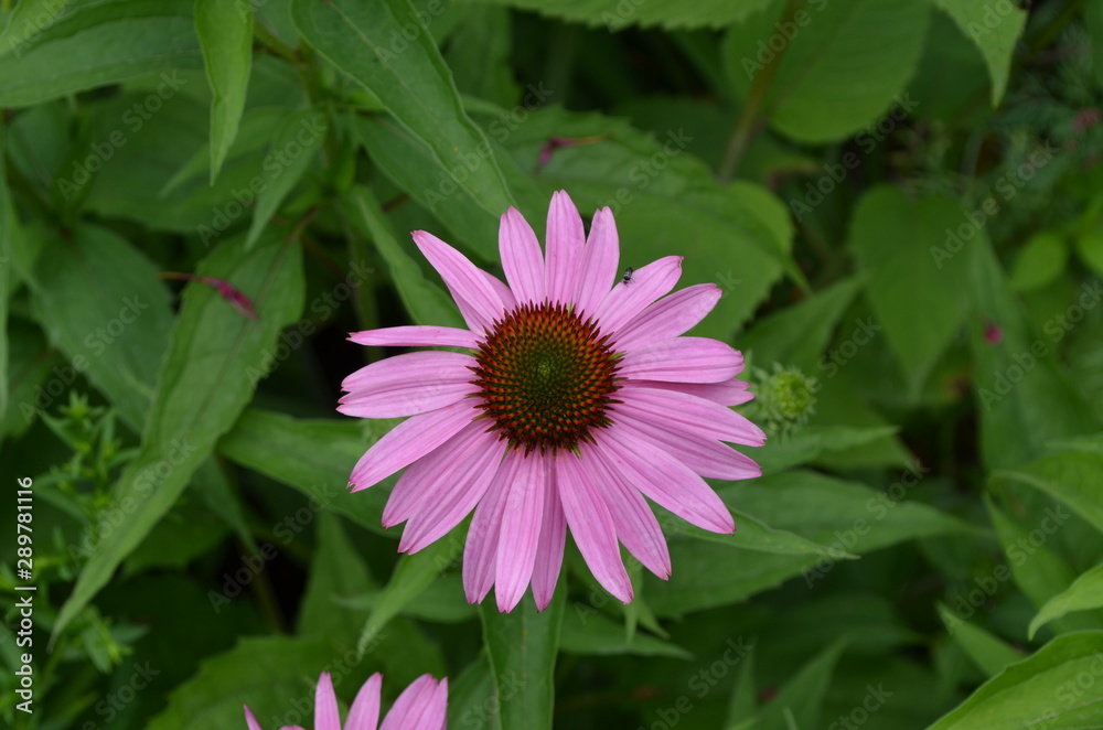 Obraz premium Summer in Massachusetts: Pink Coneflower 'Echinacea purpurea'