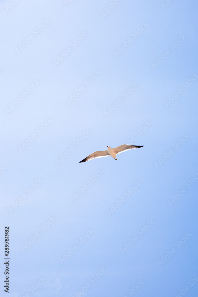 A seagull in the blue sky.