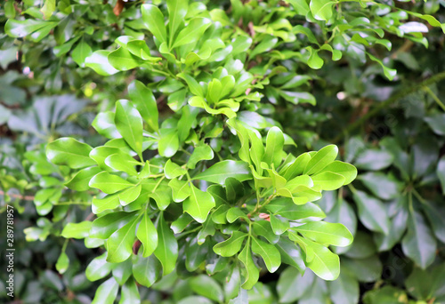 background of green leaves