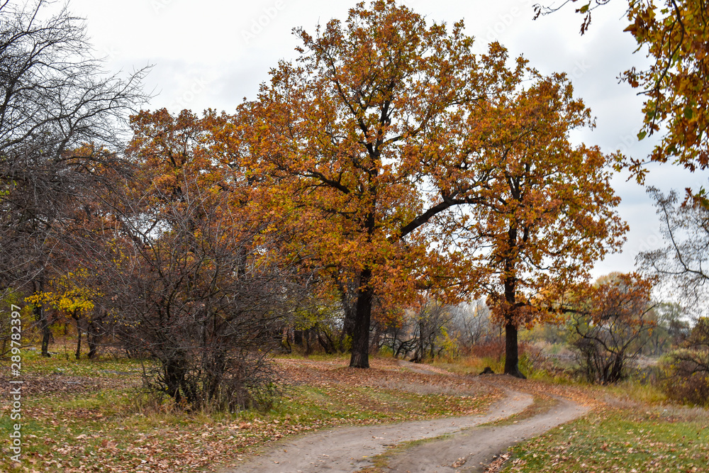 Fototapeta premium Road in the autumn forest. Autumn landscape. Colorful autumn trees. .Beautiful sunny autumn landscape with fallen dry red leaves, road through the forest and orange trees.