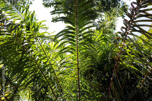 palm tree in the forest