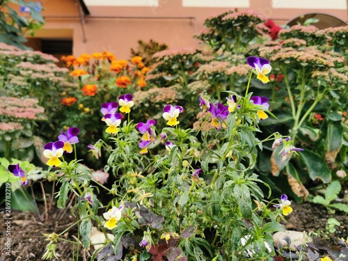 Small beautiful purple-yell...