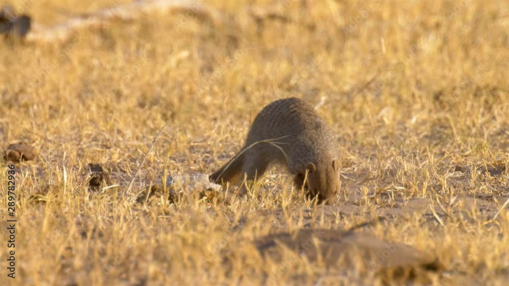 Banded mongoose foraging, Chobe National Park Botswana Banded mongoose foraging, Chobe National Park Botswana