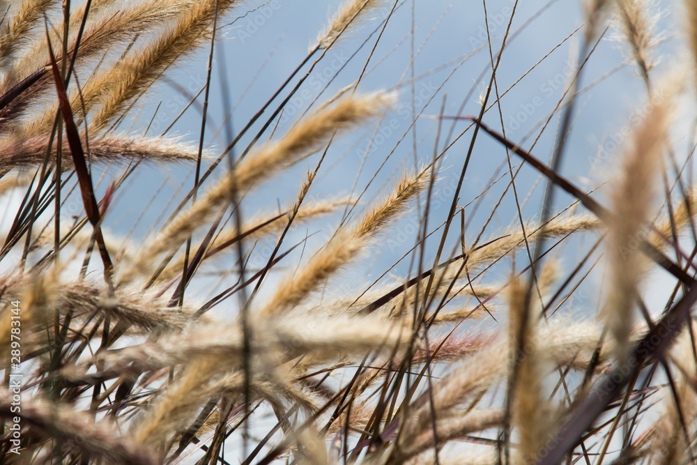 Fototapeta premium Close-up grass flower in the wind and blue sky background with copy space
