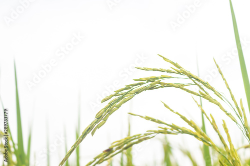 Rice plant and gray sky background